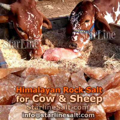 Himalayan Rock Salt for Cows